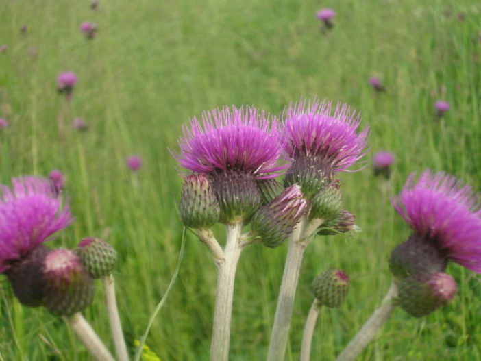 Cirsium rivulare - Brook Thistle