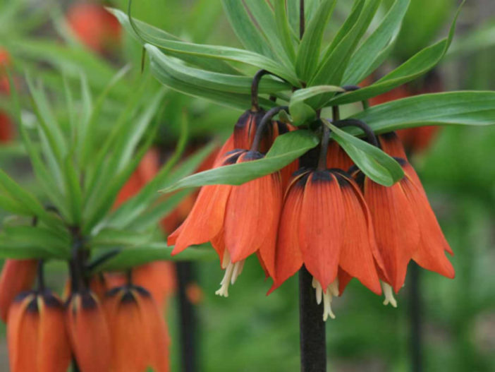 Fritillaria imperialis 'Rubra Maxima' - Crown Imperial