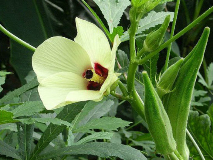 Okra Plants (Abelmoschus esculentus)