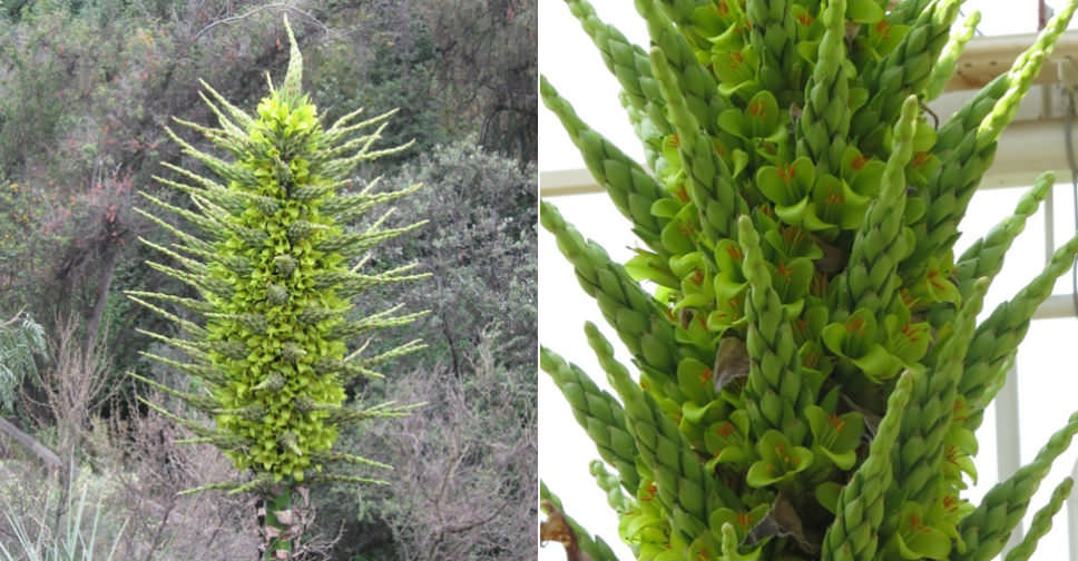 Puya chilensis Sheepeating Plant World of Flowering