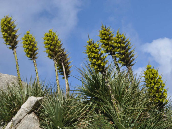 Puya chilensis - Sheep-eating Plant