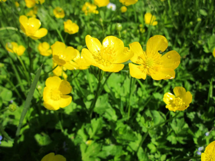 Ranunculus acris - Meadow Buttercup