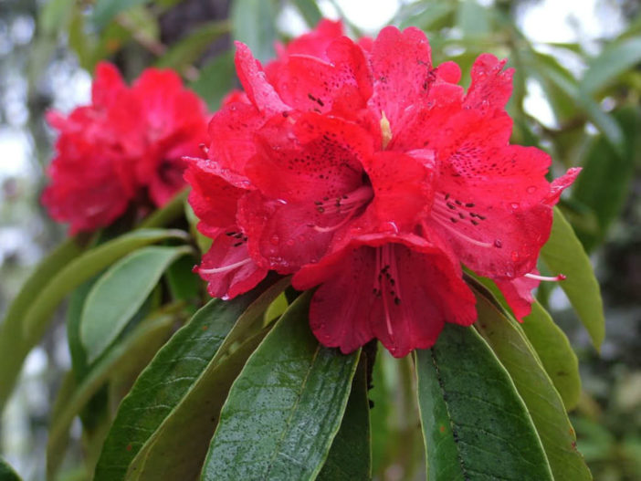 Rhododendron arboreum (Tree Rhododendron) - World of Flowering Plants