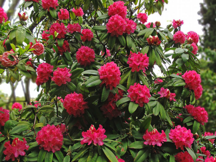 Rhododendron arboreum - Tree Rhododendron