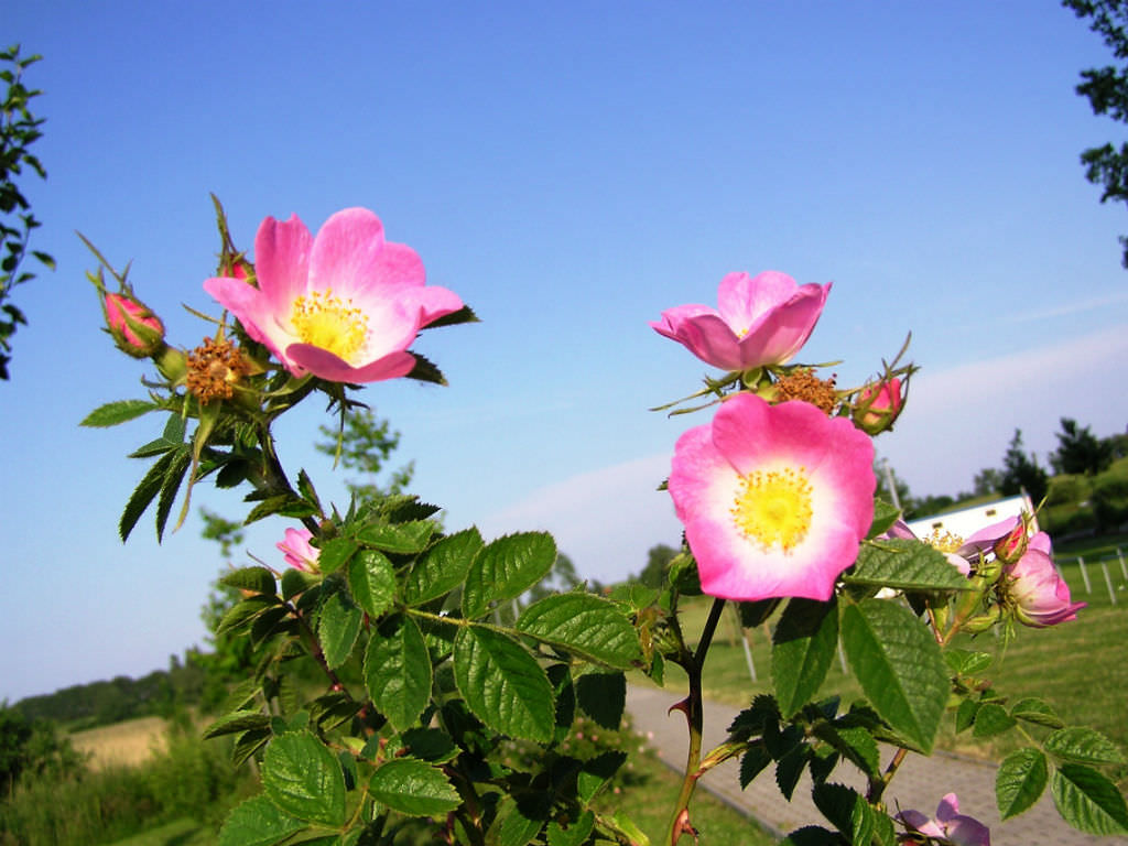 Rosa rubiginosa - Sweet Briar Rose | World of Flowering Plants