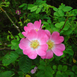 Rosa rubiginosa (Sweet Briar Rose) - World of Flowering Plants