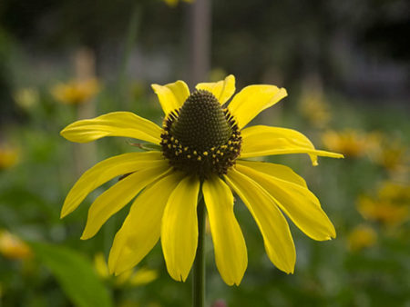 Rudbeckia californica (California Coneflower) - World of Flowering Plants