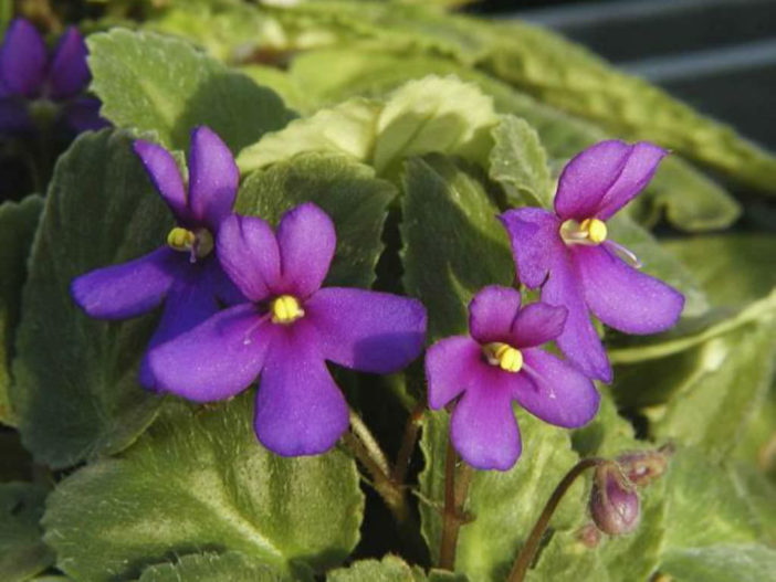 Saintpaulia ionantha subsp. grotei - African Violet