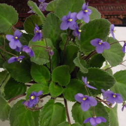 Saintpaulia ionantha subsp. grotei (African Violet) - World of ...