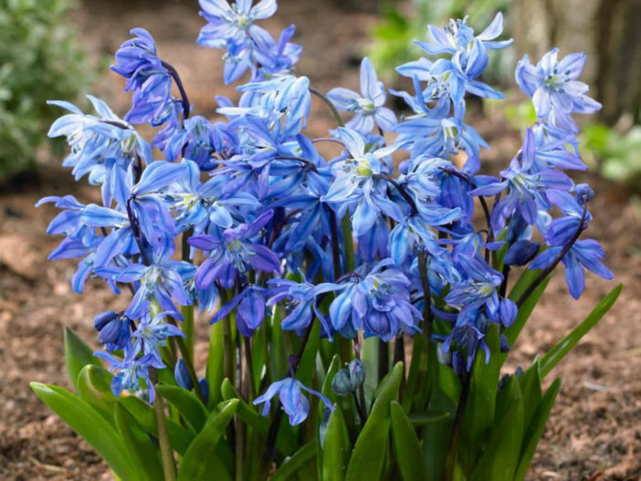 Scilla siberica - Siberian Squill