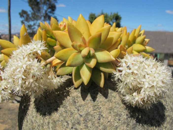 Sedum nussbaumerianum - Coppertone Stonecrop