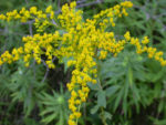 Solidago Canadensis (Canadian Goldenrod) - World Of Flowering Plants