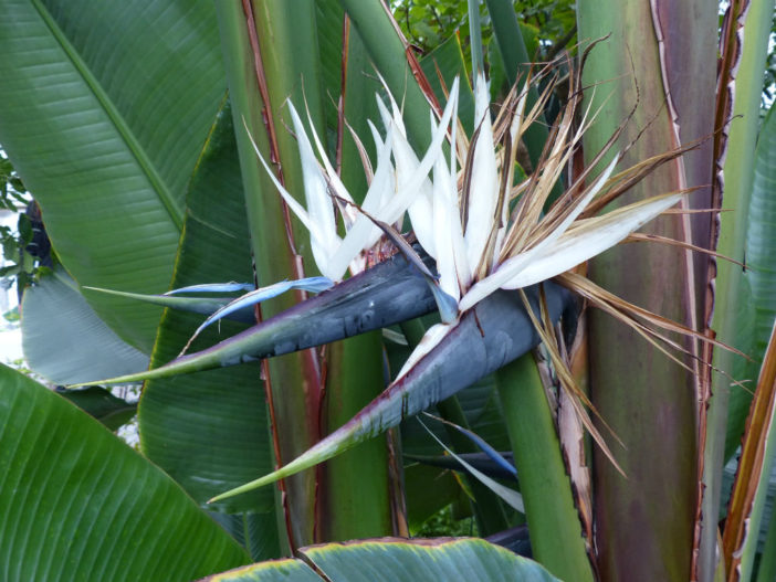 Strelitzia alba - White Bird of Paradise