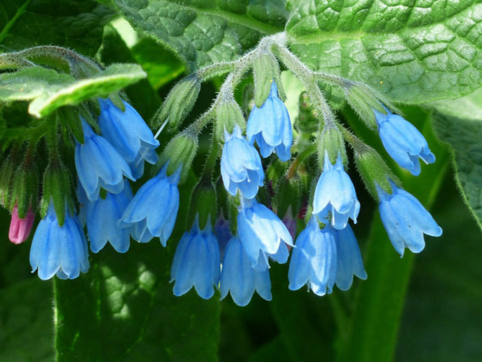 Symphytum asperum - Prickly Comfrey