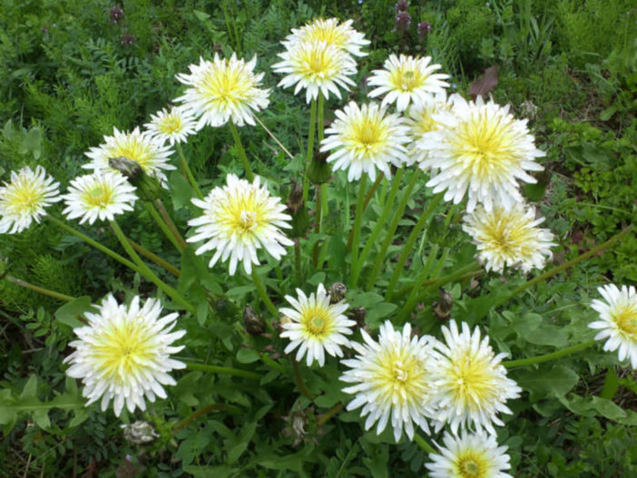 Taraxacum albidum - White Dandelion
