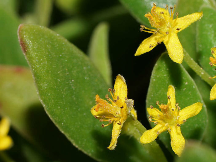 Tetragonia implexicoma - Bower Spinach