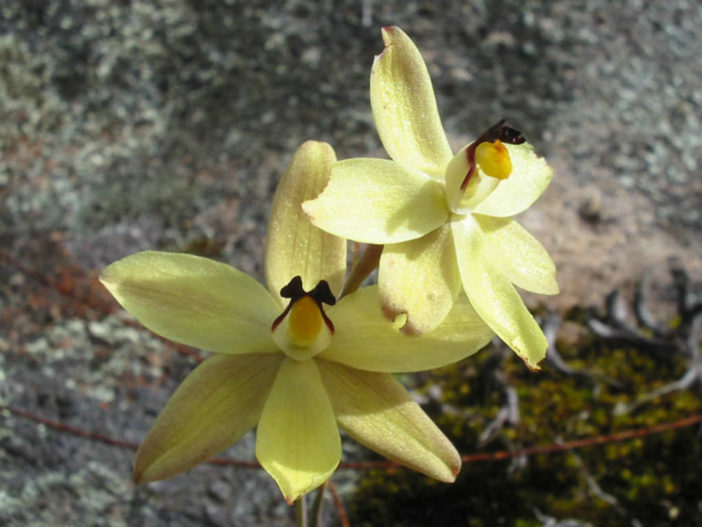 Thelymitra antennifera - Rabbit Eeared Sun Orchid