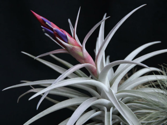 Tillandsia harrisii - Air Plant