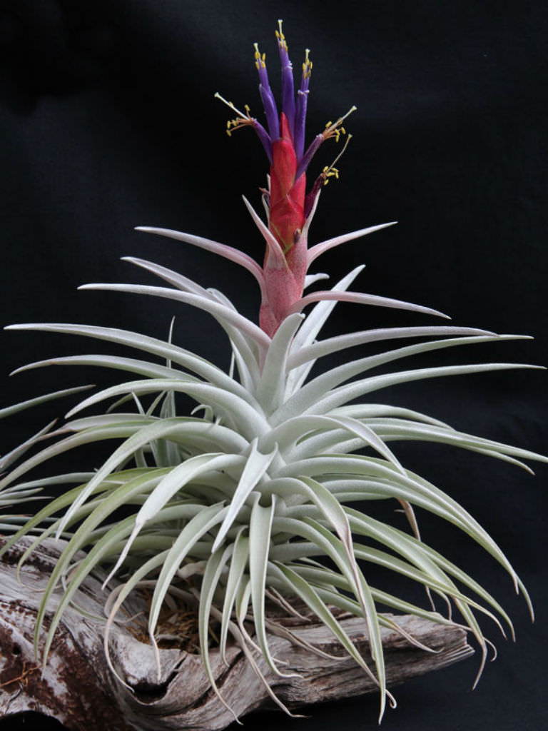 Minimalist Air Plant Species for Living room