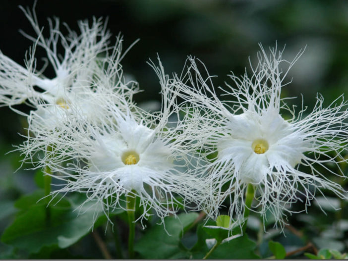 Trichosanthes kirilowii - Chinese Snake Gourd