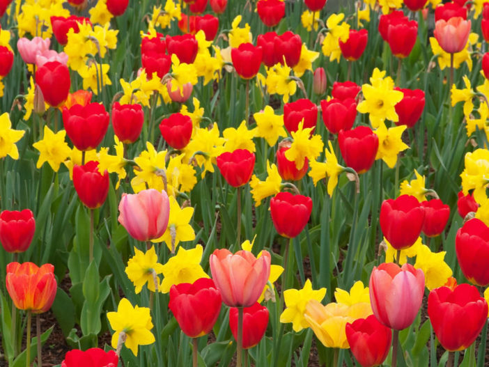 Tulips with Daffodils