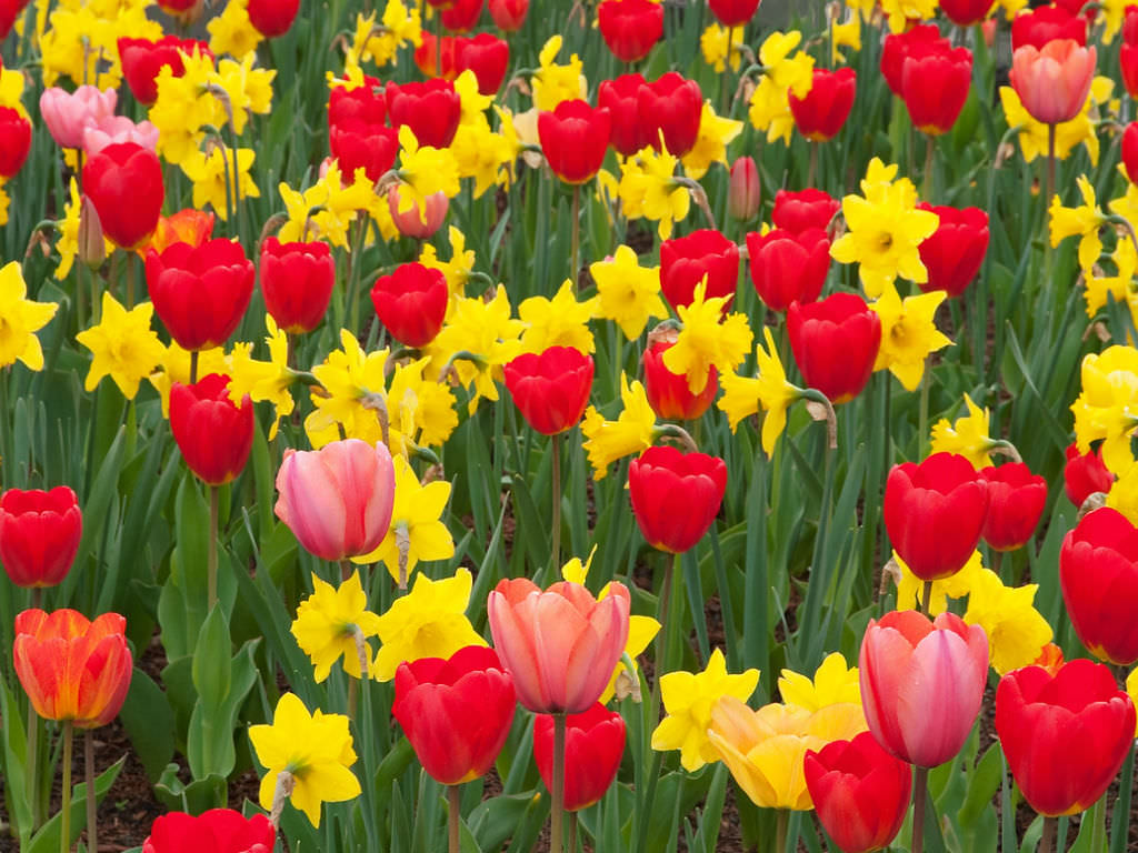 How to Mix Tulips with Daffodils - World of Flowering Plants