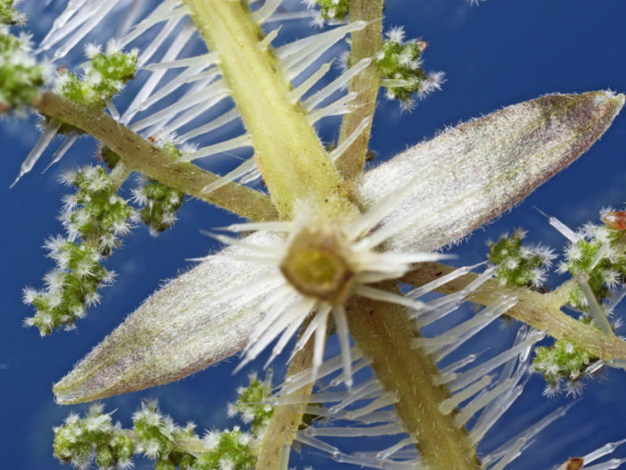 Urtica ferox - Tree Nettle