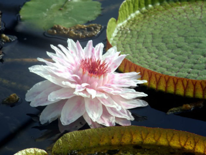 Victoria cruziana - Santa Cruz Water Lily