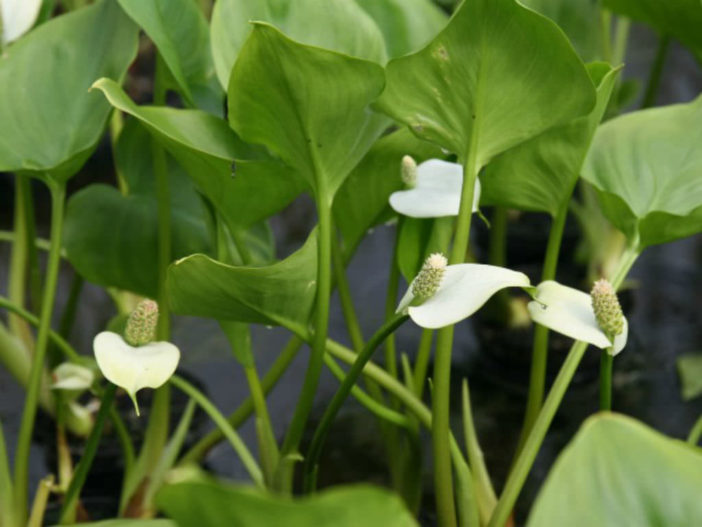 Water Arum (Calla palustris)