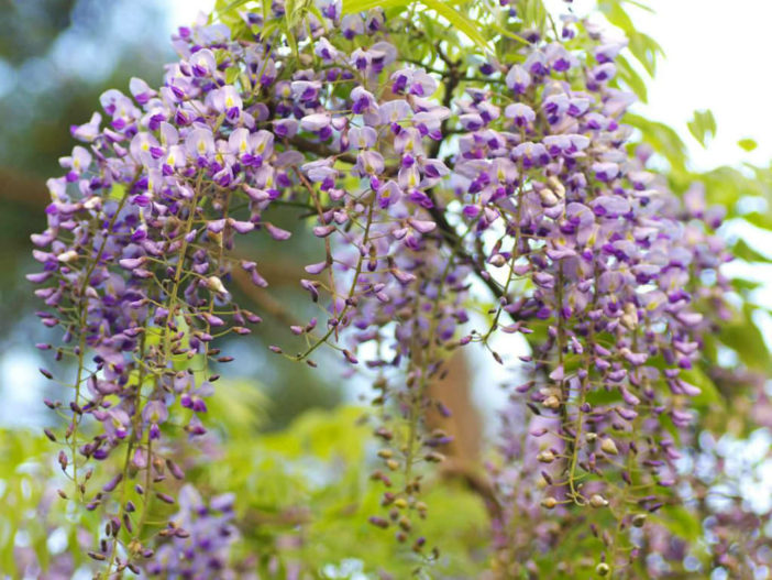 Wisteria floribunda - Japanese Wisteria