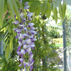 Wisteria Floribunda (Japanese Wisteria) - World Of Flowering Plants