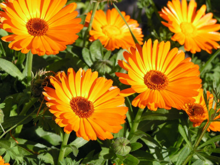 12 Annual Flowers (Calendula)