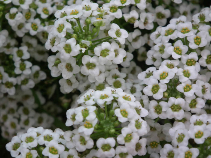 12 Annual Flowers (Sweet Alyssum)