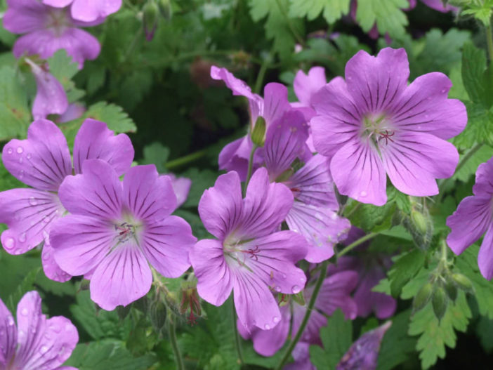 12 Annual Flowers (Geranium 'Sirak')