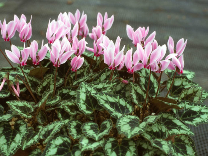 12 Annual Flowers (Cyclamen persicum)