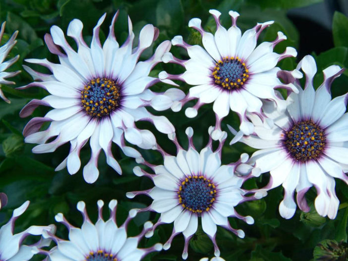 12 Annual Flowers (Osteospermum 'Sunny Philip')