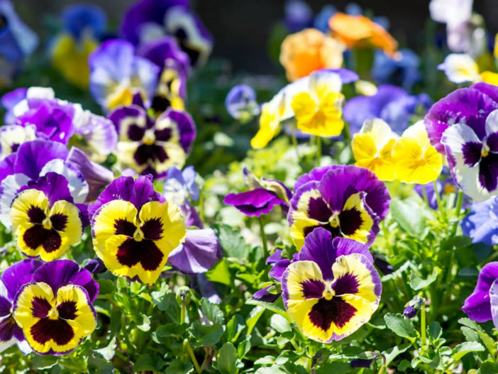 12 Annual Flowers (Pansy)