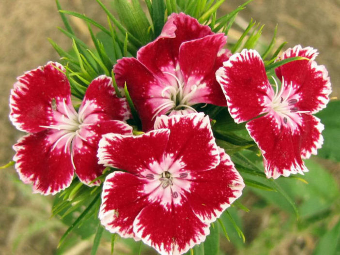 12 Annual Flowers (Dianthus)