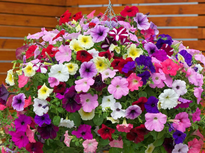 12 Annual Flowers (Petunia)