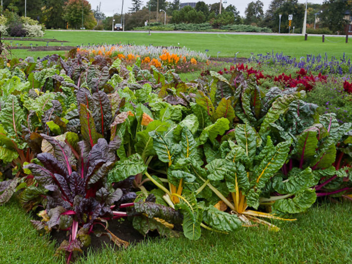 12 Annual Flowers (Swiss Chard)