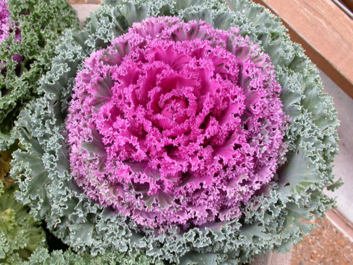 12 Annual Flowers (Flowering Kale)