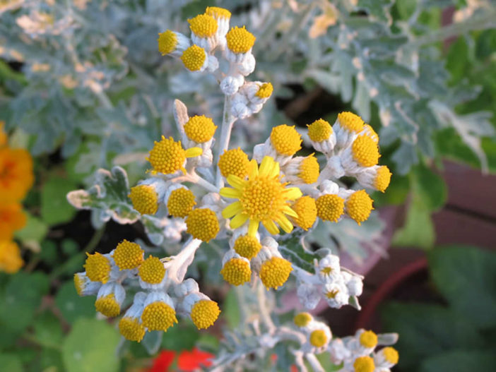 12 Annual Flowers (Dusty Miller)