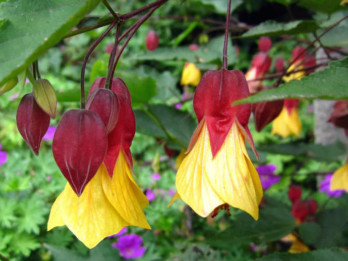 Abutilon 'Kentish Belle'