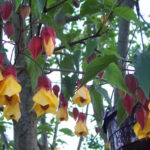 Abutilon 'Kentish Belle' - World of Flowering Plants