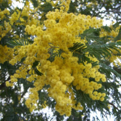 Acacia Dealbata (silver Wattle) - World Of Flowering Plants