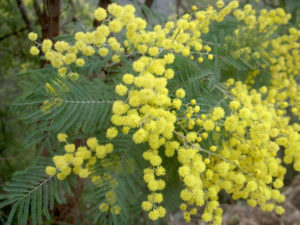 Acacia dealbata (Silver Wattle) - World of Flowering Plants