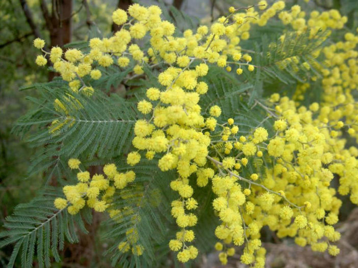 Acacia dealbata - Silver Wattle