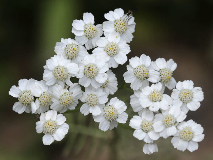 Achillea abrotanoides