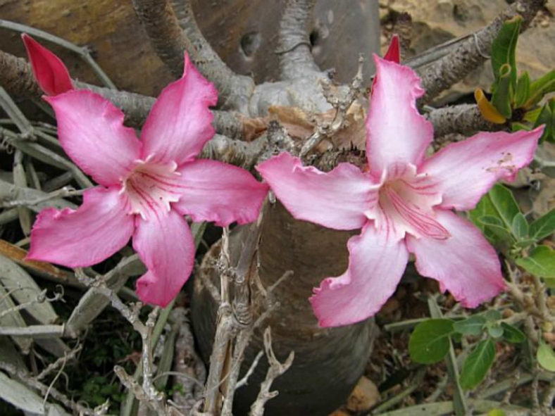 Adenium obesum subsp. socotranum - Socotran Desert Rose