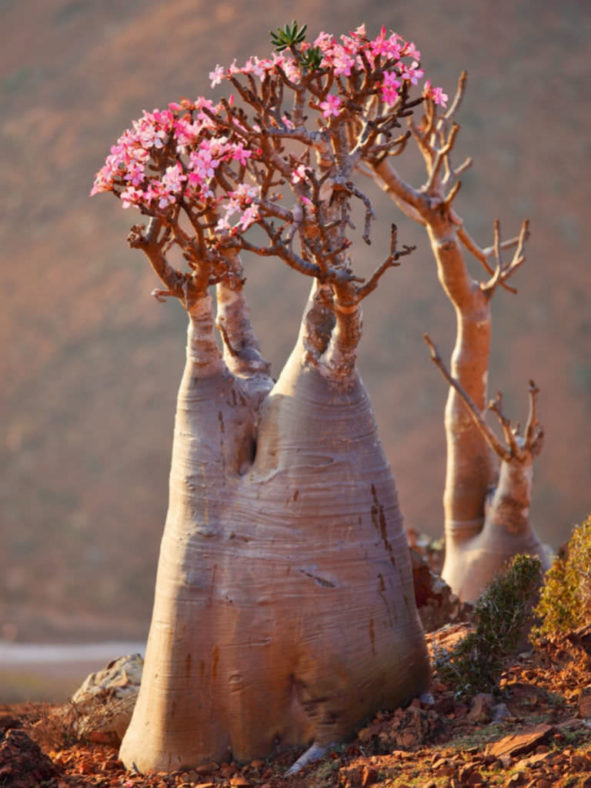 Adenium obesum subsp. socotranum - Socotran Desert Rose